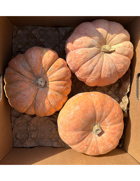 Buy Round Pumpkin Online | Direct from the Farmer – Tropitop