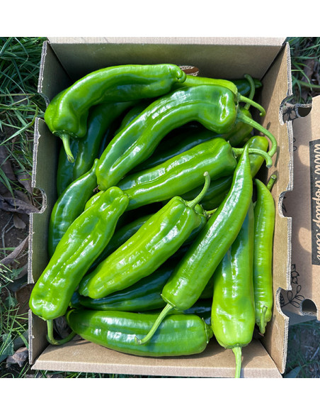 Acquista Peperoni Italiani Rossi Online su Tropitop