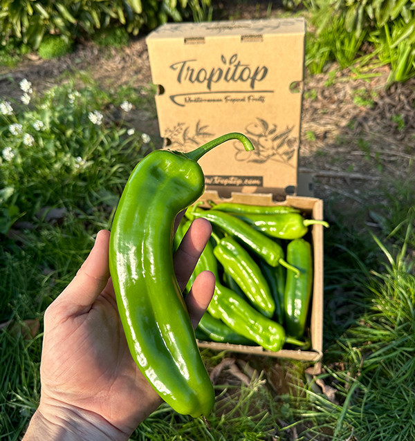 Rote Italienische Paprika Online bei Tropitop kaufen