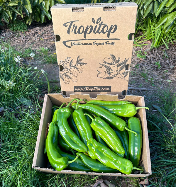 Rote Italienische Paprika Online bei Tropitop kaufen