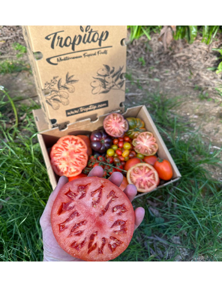 Comprar Pack Tomates variados de Temporada Online | Tomates Premium | Tropitop