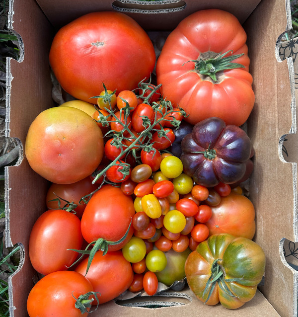 Comprar Pack de Tomates Variados da Época Online | Tomates Premium | Tropitop