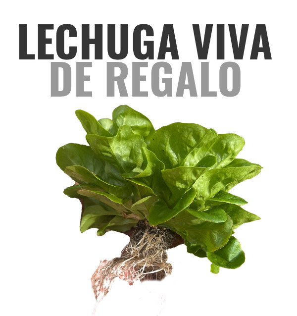 OFERTA: 1 kg de Laranjas + 1 kg de Tangerinas GRÁTIS*