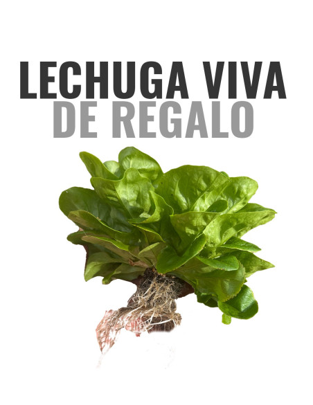 OMAGGIO: 1 kg di Arance + 1 kg di Mandarini GRATIS*