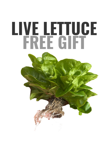 GIFT: 1 kg Oranges + 1 kg Mandarins FREE*