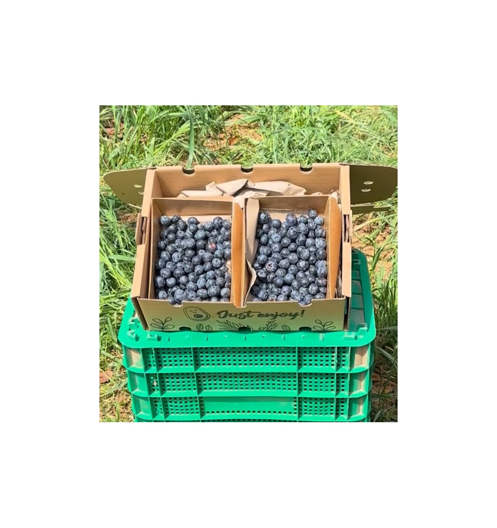 Blaubeeren online kaufen bei Tropitop | Direkt vom Feld auf deinen Tisch