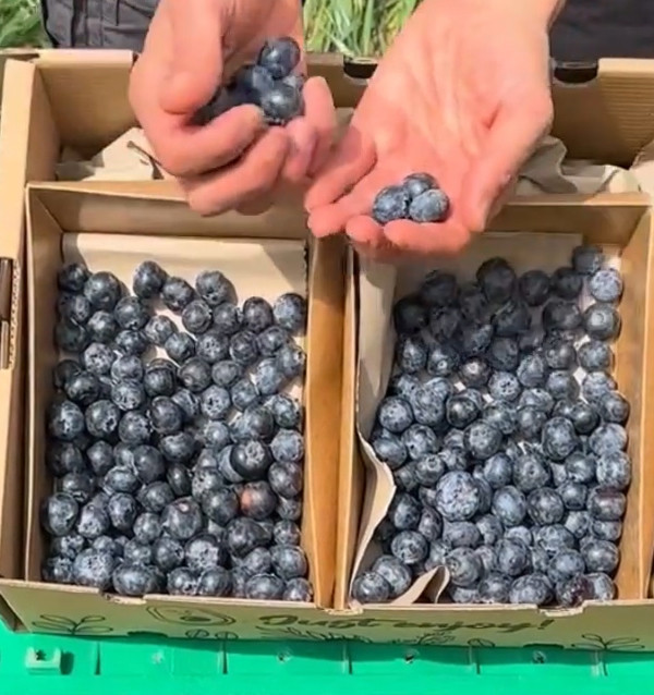 Comprar mirtilos online na Tropitop | Direto do campo para a sua mesa