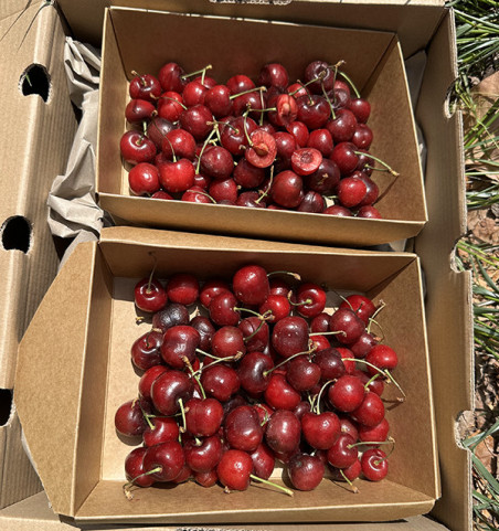 Buy Cherries Online at Tropitop | Fresh Cherries from Castellón