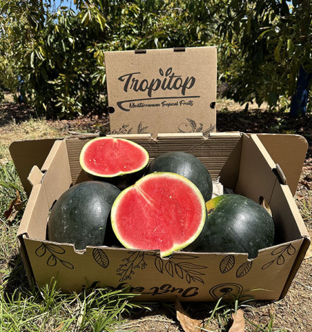 Acheter Pastèque Noire en Ligne chez Tropitop