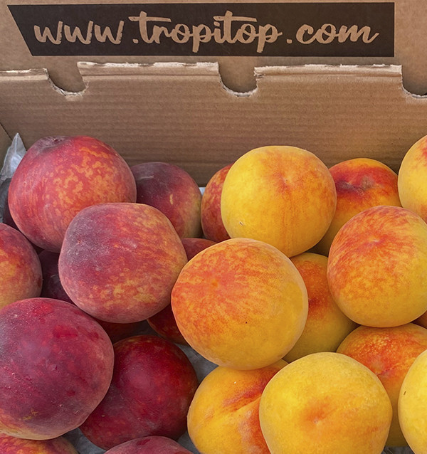 Pack Rote und Gelbe Pfirsiche | Pfirsiche online kaufen