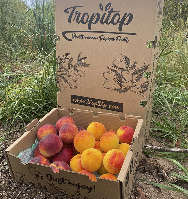 Pack Melocotón Rojo y Amarillo | Comprar Melocotones Online