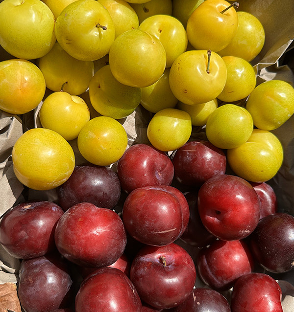 Yellow and Black Plum Pack | Buy Plums Online