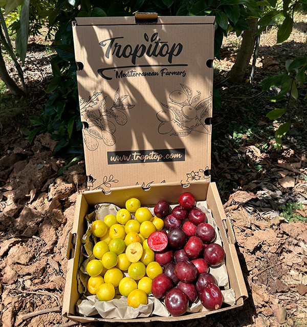 Pack mit gelben und schwarzen Pflaumen | Pflaumen online kaufen