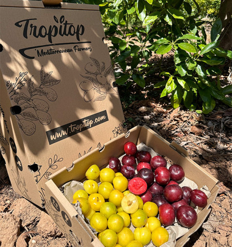 Pack Prune Jaune et Noire | Acheter des Prunes en Ligne