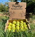 Green Apples