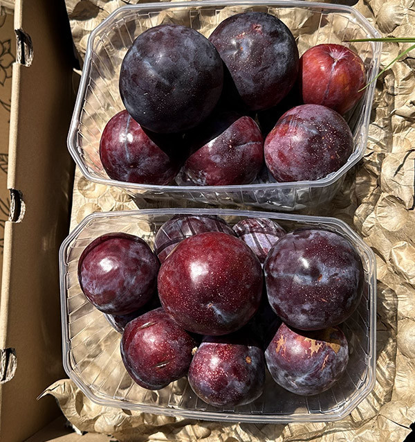 Acheter Prunes Noires en ligne | Caisses de 2 kg et 4 kg
