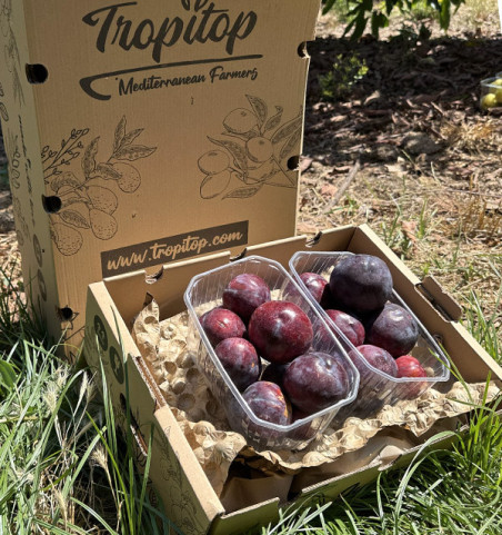 Buy Black Plums Online | 2 kg and 4 kg Boxes