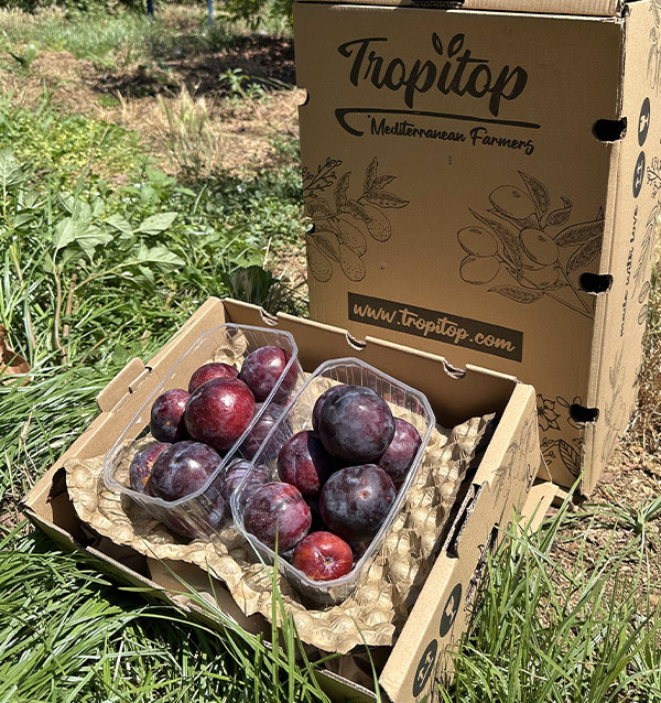 Comprar Ciruela Negra Online | Cajas de 2 kg y 4 kg