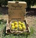 Yellow plum