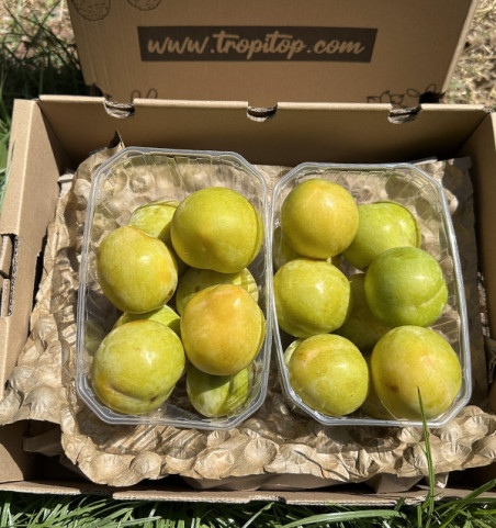 Comprar Ciruela Amarilla Online | Cajas de 2 kg y 4 kg