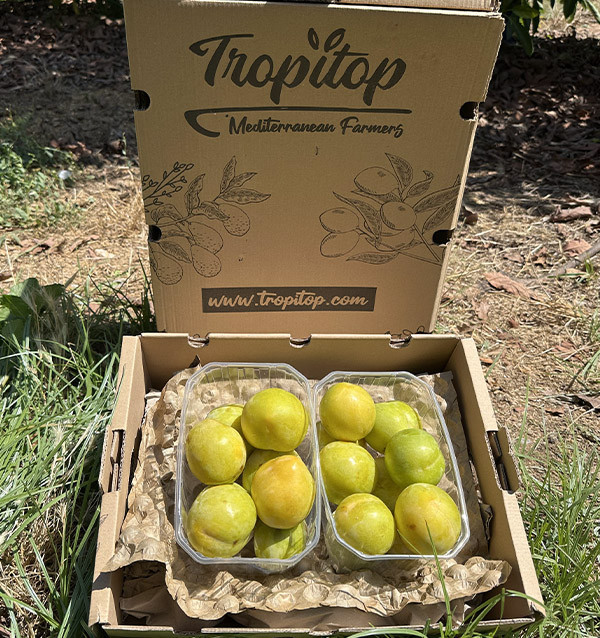 Buy Yellow Plums Online | 2 kg and 4 kg Boxes