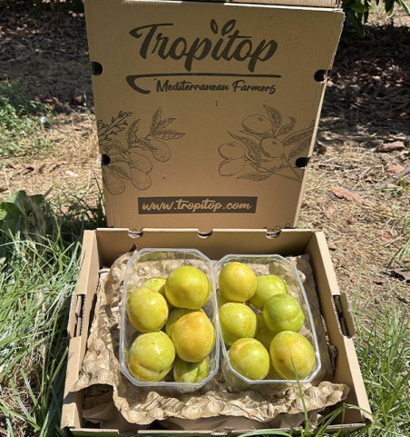 Comprar Ameixa Amarela Online | Caixas de 2 kg e 4 kg