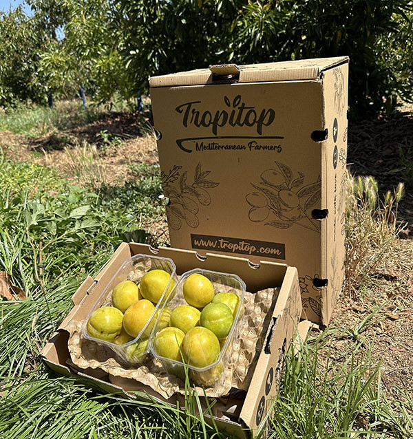 Comprar Ciruela Amarilla Online | Cajas de 2 kg y 4 kg