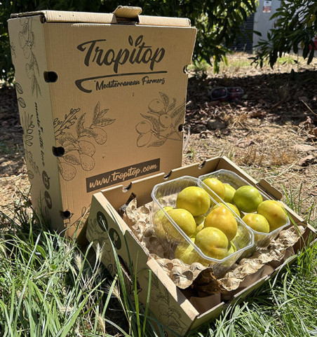 Comprar Ameixa Amarela Online | Caixas de 2 kg e 4 kg