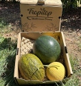 Pastèque, Melon Piel de Sapo et Melon Galia