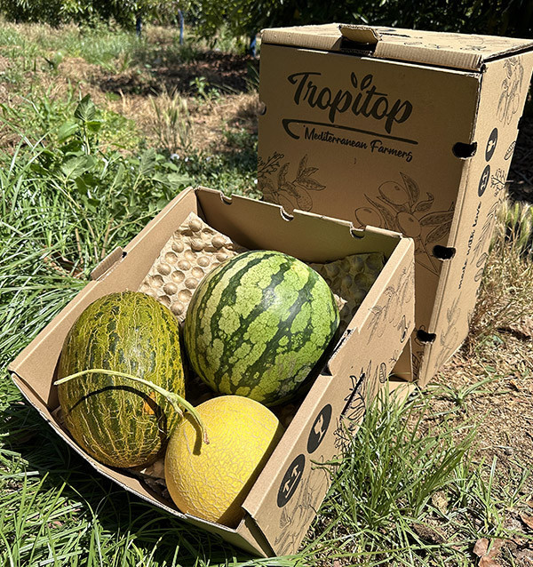 Pack Sabor de Verão | Melancia e Melões Online