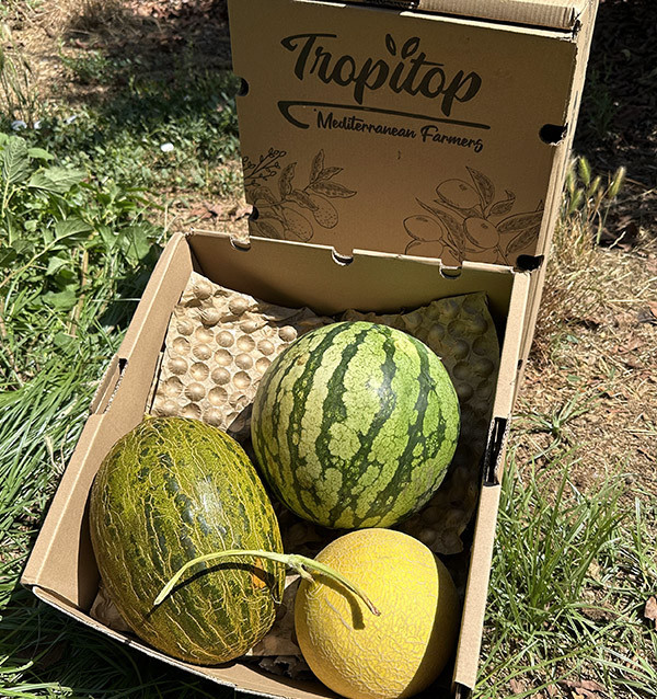 Summer Flavour Pack | Watermelon and Melons Online