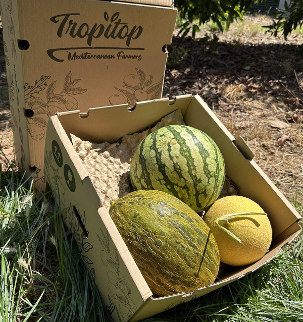 Pack Sabor de Verão | Melancia e Melões Online