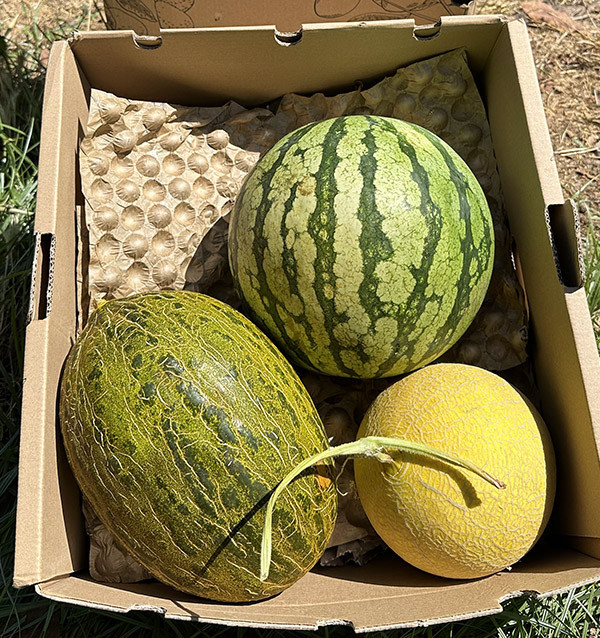Pack Sabor de Verano | Sandía y Melones Online