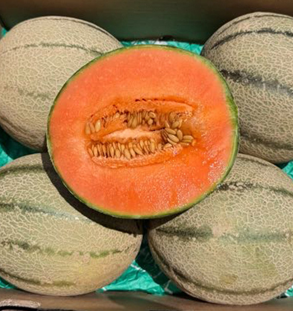Comprar Melão Cantalupo Online | Melão Doce de Época | Tropitop 2