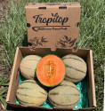 Melon Cantaloup