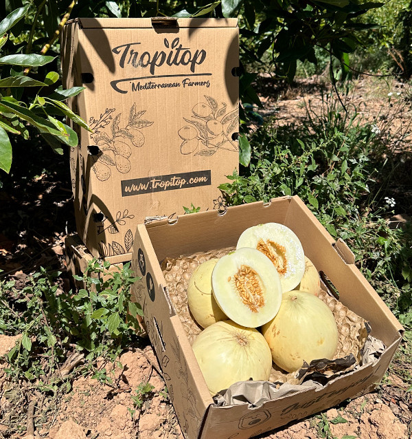 Comprar Melão Sugar Online | Melão Doce Premium | Tropitop 2