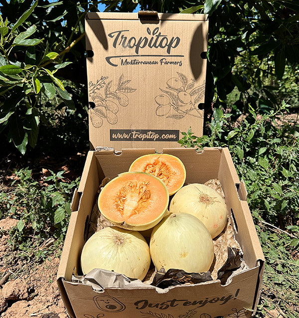 Acheter Melon Sunset en ligne | Melon doux premium | Tropitop 2