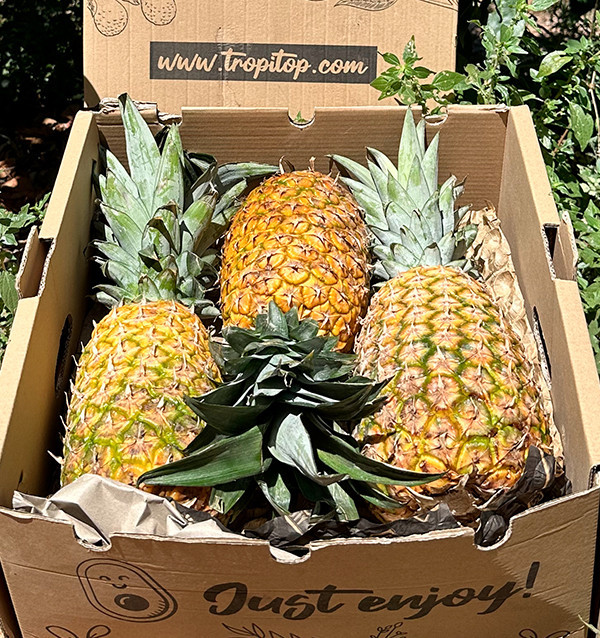 Extra-Sweet-Ananas online kaufen | Süße Ananas aus Costa Rica | Tropitop