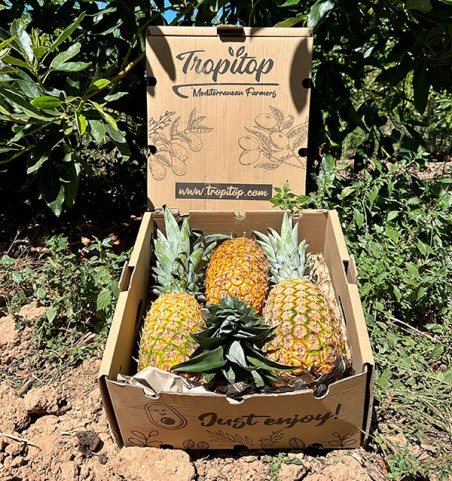 Extra-Sweet-Ananas online kaufen | Süße Ananas aus Costa Rica | Tropitop