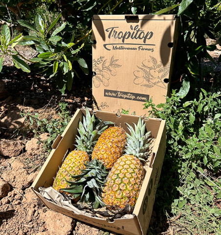 Acheter Ananas Extra Sweet en ligne | Ananas doux du Costa Rica | Tropitop