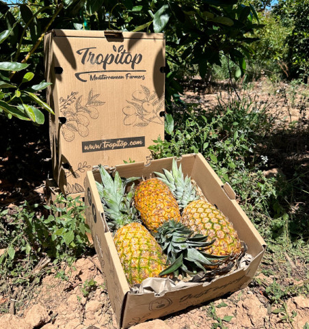 Comprar Ananás Extra Sweet Online | Ananás Doce da Costa Rica | Tropitop
