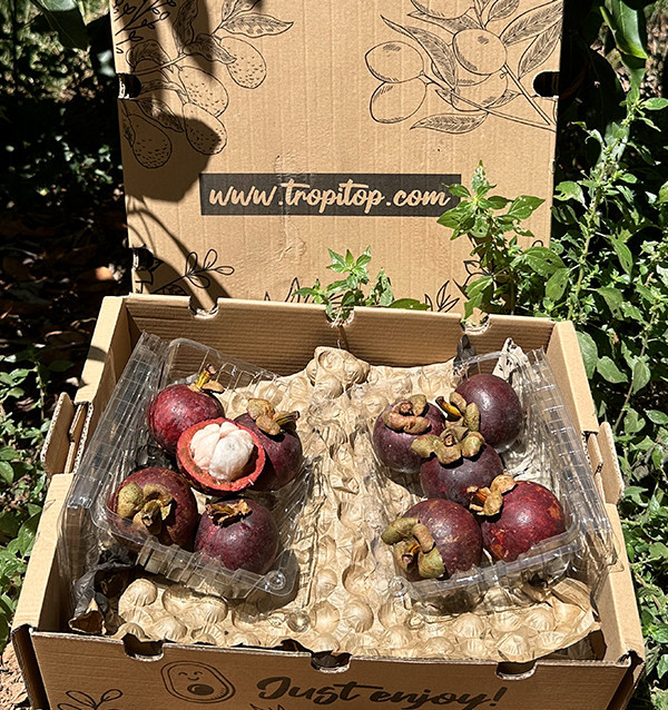 Comprar Mangostán Online | Fruta Tropical de Colombia | Tropitop