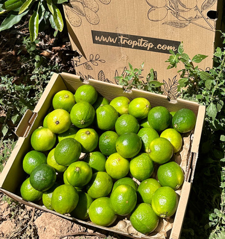 Buy Limes Online | Tropitop