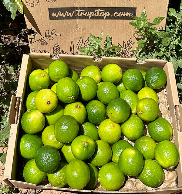 Comprar Lima Online | Tropitop