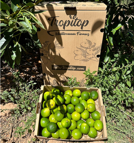 Buy Limes Online | Tropitop