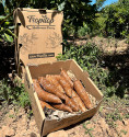 Yuca