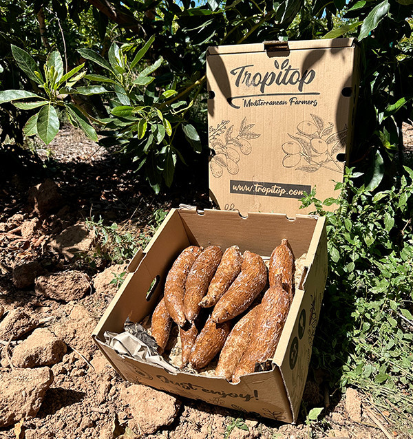 Comprar Yuca Fresca Online | Tropitop