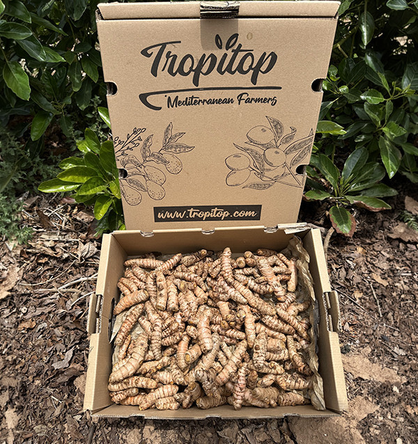 Turmeric