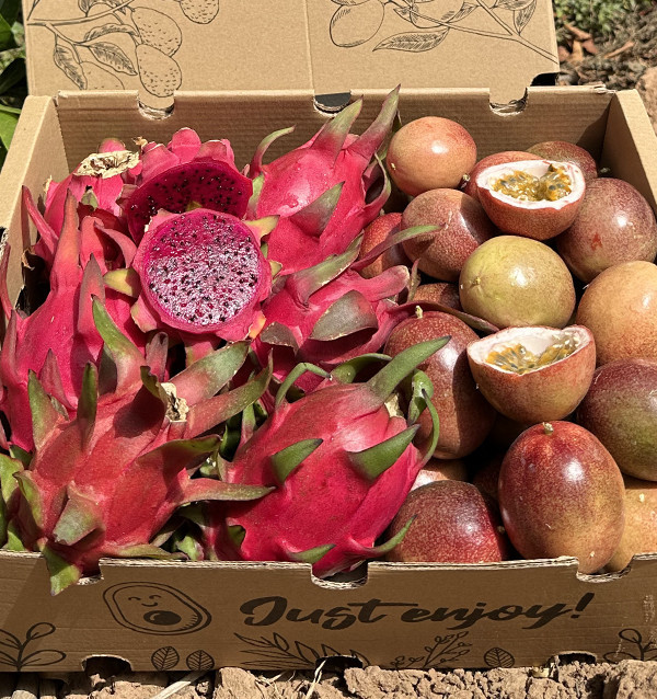 Bio-Paket Passionsfrucht und Pitahaya | Tropische Früchte online kaufen – Tropitop
