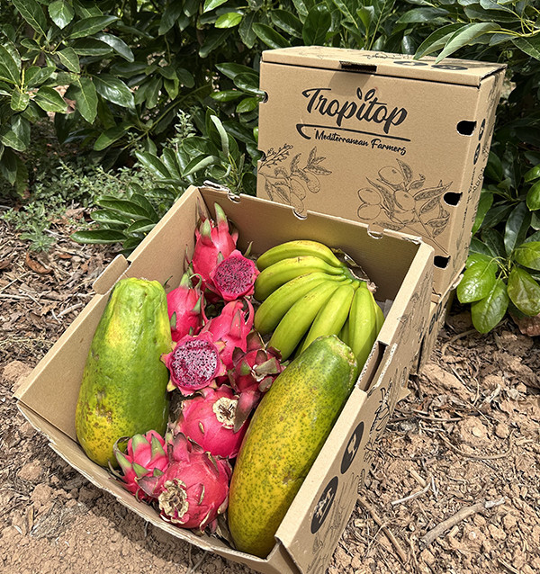 Tropical Smoothie HORECA | Tropical Fruit Suppliers for Smoothies